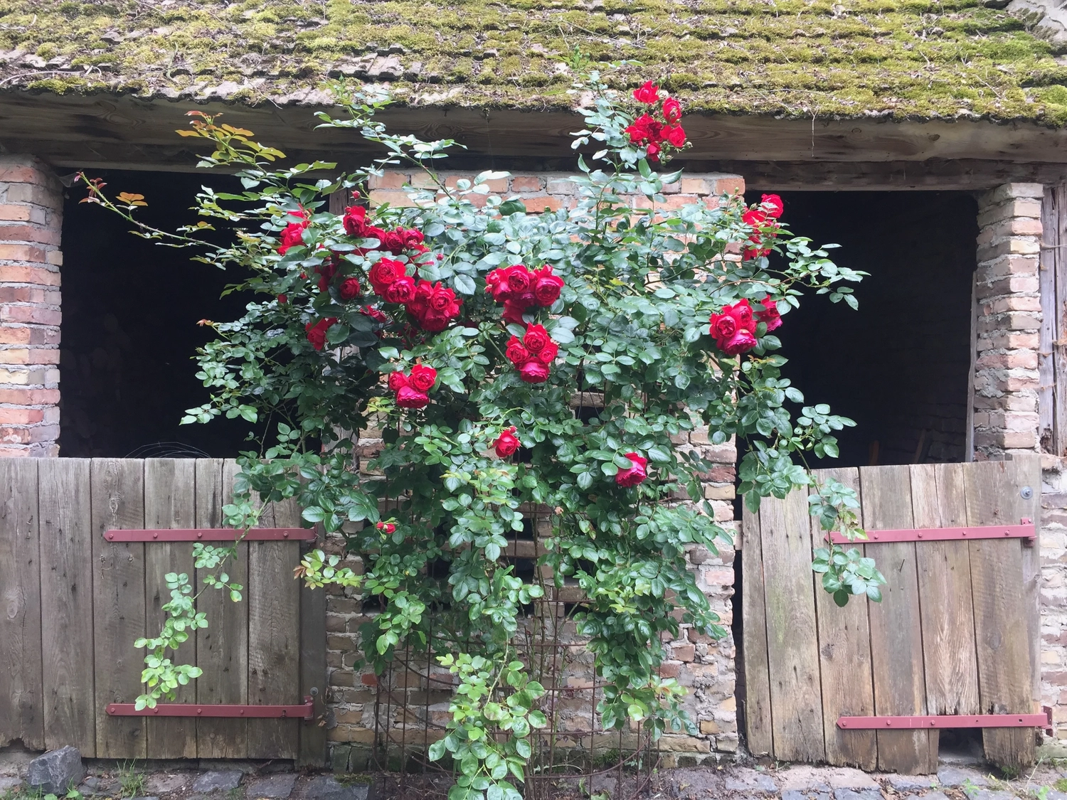 Nichelmühle - Eventlocation - Blumen