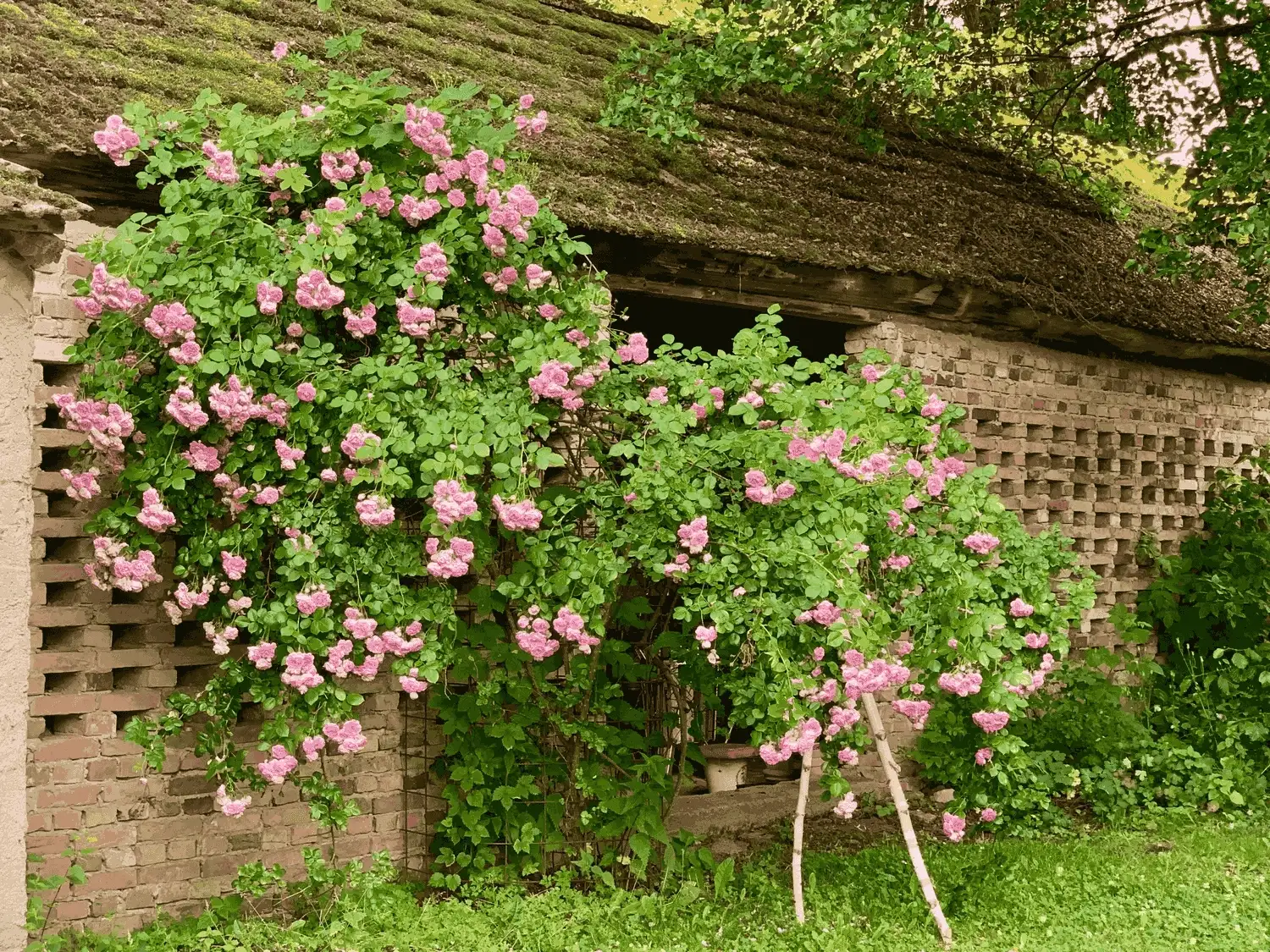 Nichelmühle - Eventlocation - Blumen
