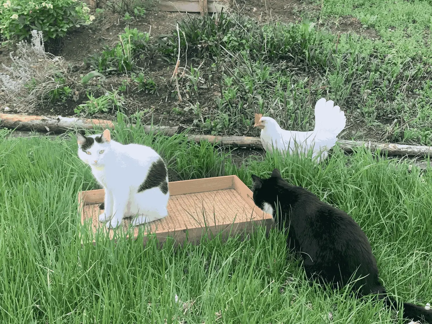 Nichelmühle - Eventlocation - Henne und Katze
