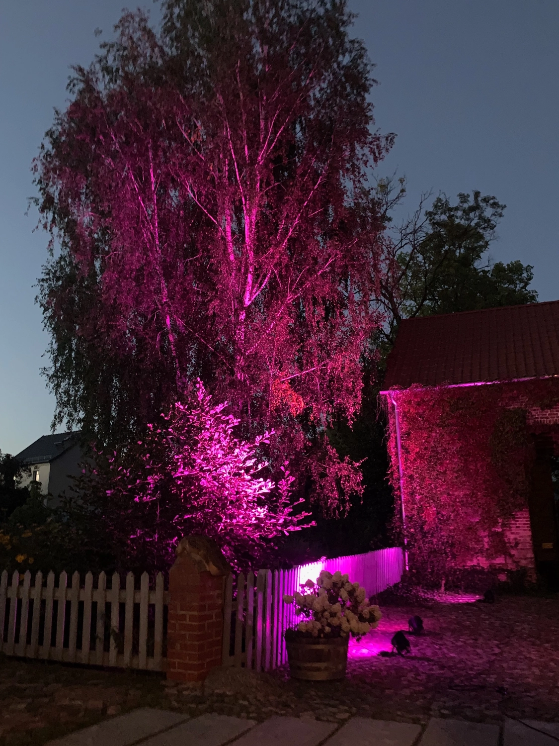 Nichelmühle - Eventlocation - violettes Licht in der Nähe eines Baumes
