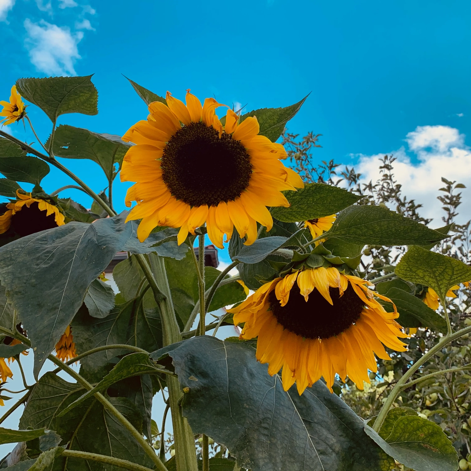 Nichelmühle - Eventlocation - Blumen