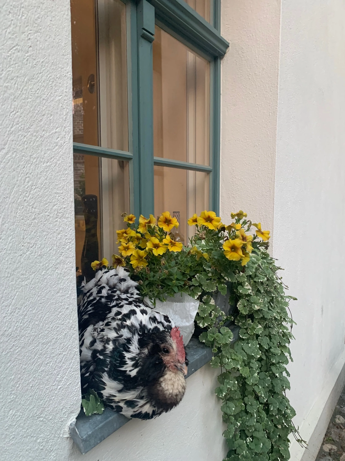 Nichelmühle - Eventlocation - Henne sitzt in der Nähe des Fensters