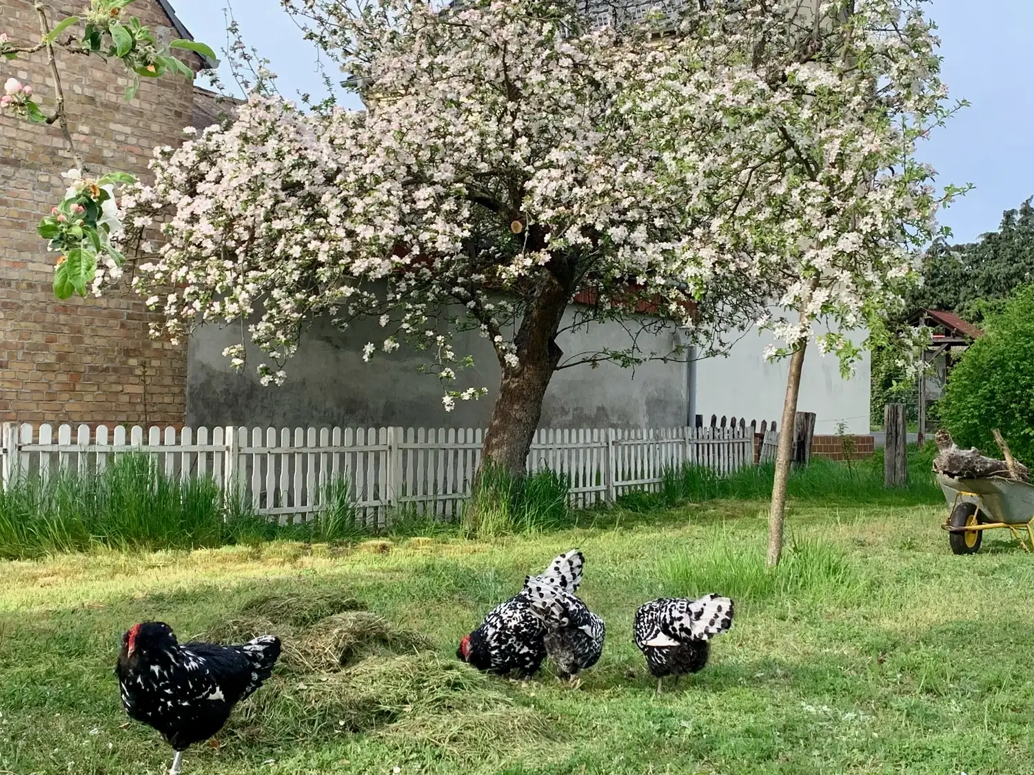 Nichelmühle - Eventlocation - Huhn im Garten