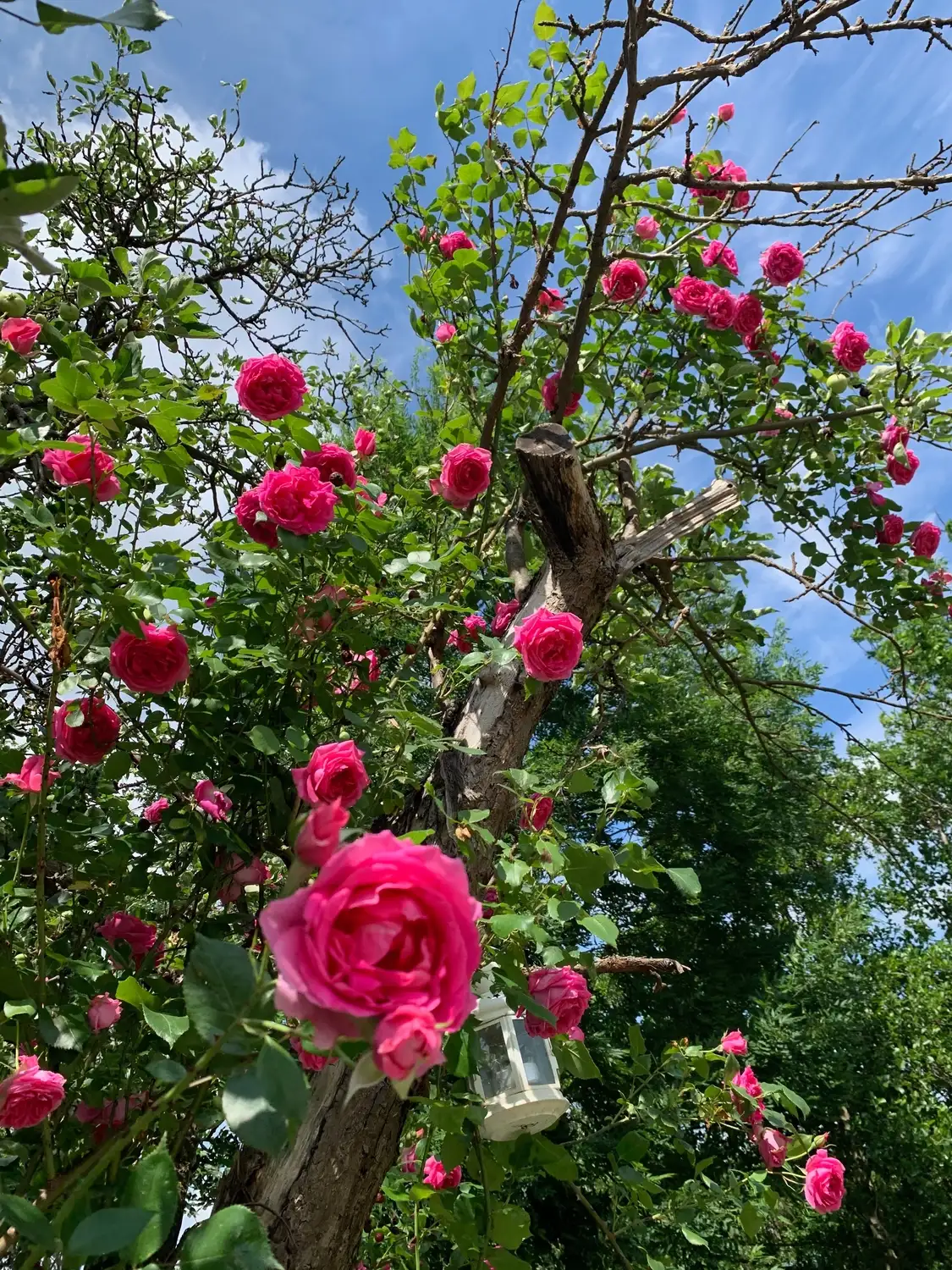 Nichelmühle - Eventlocation - Blumen am Baum