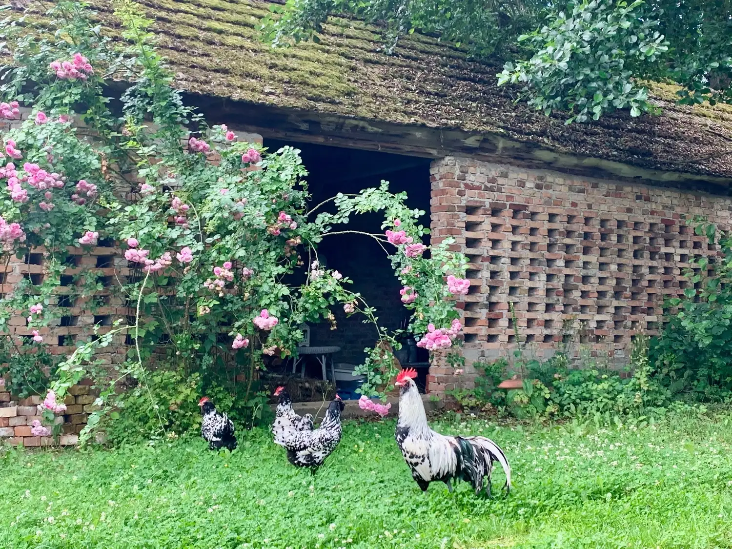 Nichelmühle - Eventlocation - Huhn im Garten