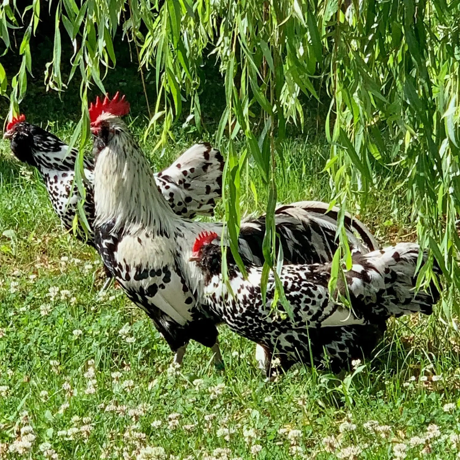 Nichelmühle - Eventlocation - Huhn im Garten