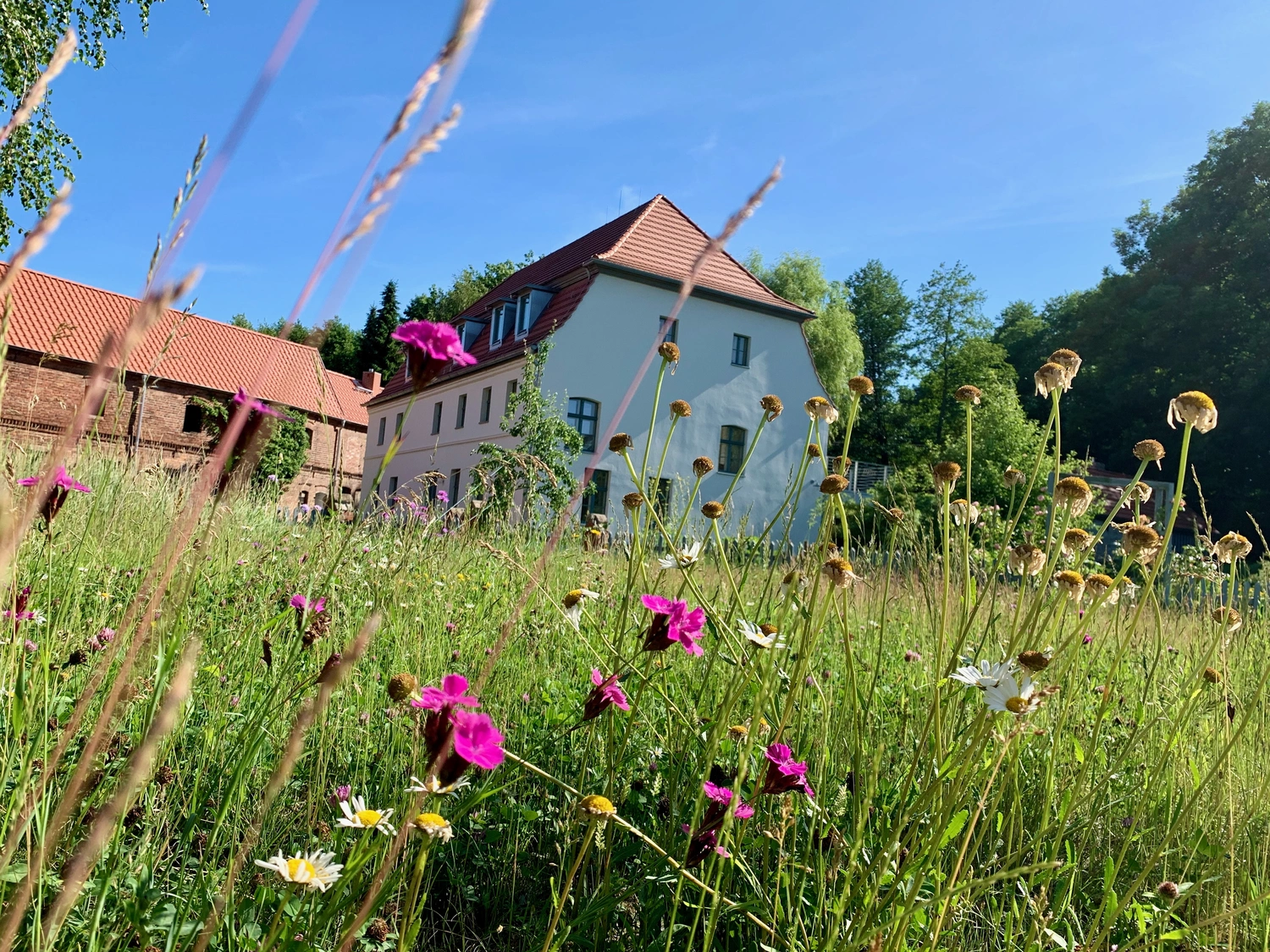 Nichelmühle - Eventlocation - Gartenblumen und Gras