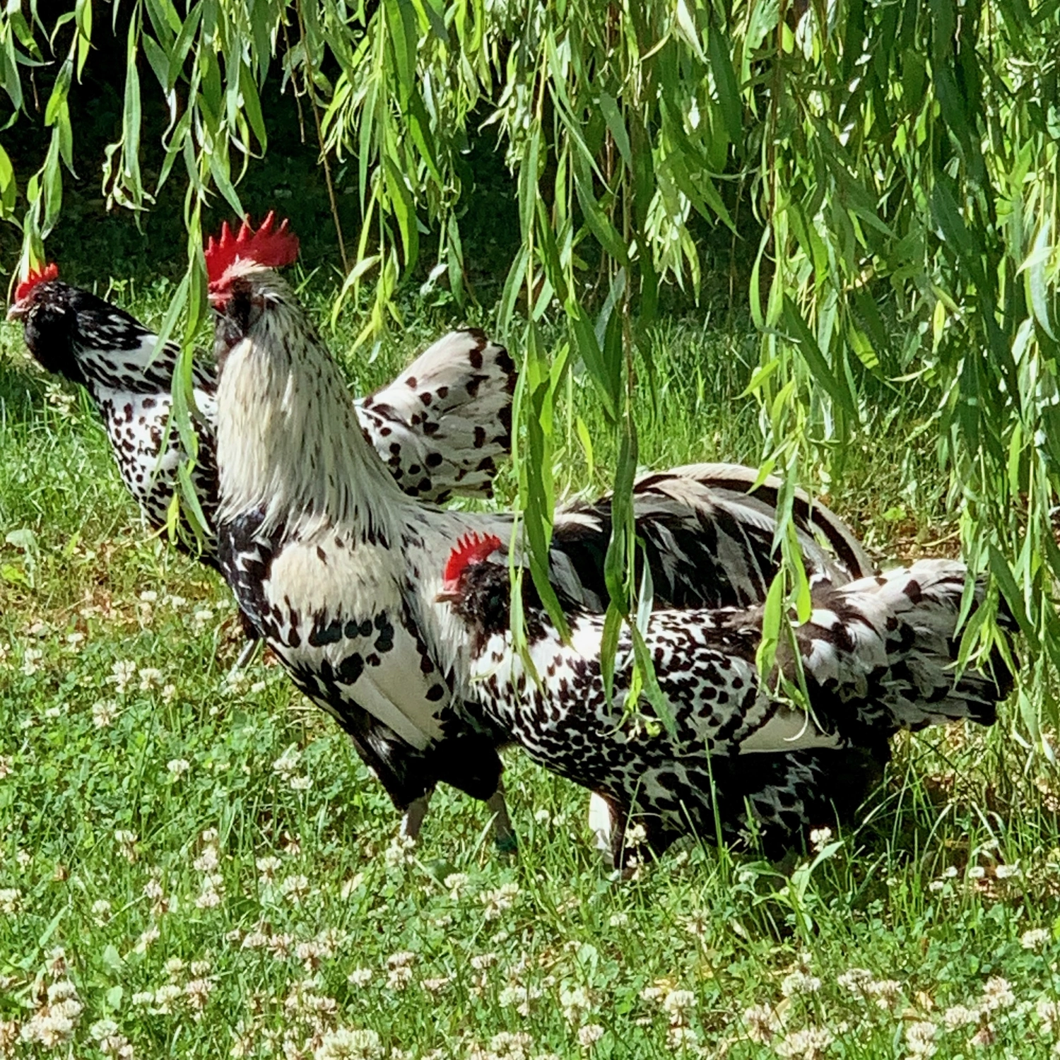 Nichelmühle - Eventlocation - Huhn im Garten